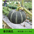 Black Thailand kernels white pumpkin seeds hybrid
